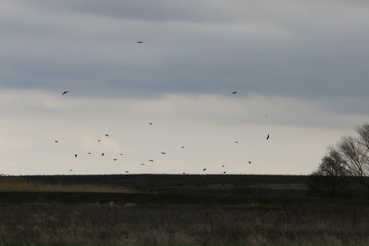 Редкого орла-карлика обнаружил в саратовских степях ученый из Санкт-Петербурга Редкого орла-карлика обнаружил в саратовских степях ученый из Санкт-Петербурга